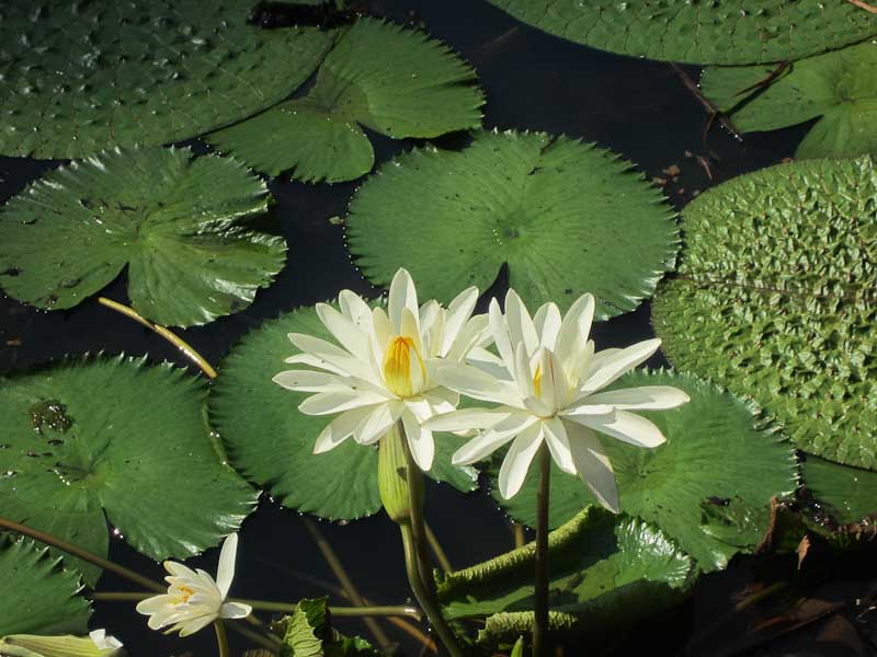 Waterlilies, Wetland Boardwalk