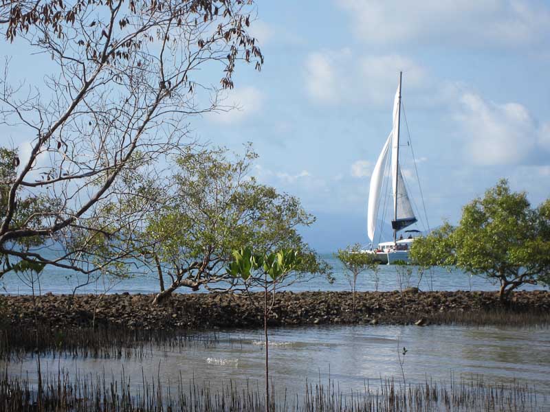 Mangroves, Port Douglas
