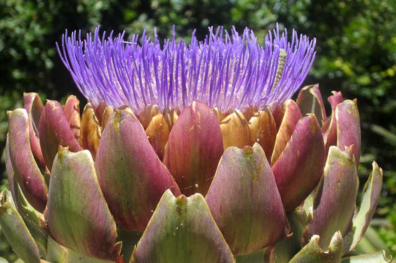 Artichoke, Cloudehill