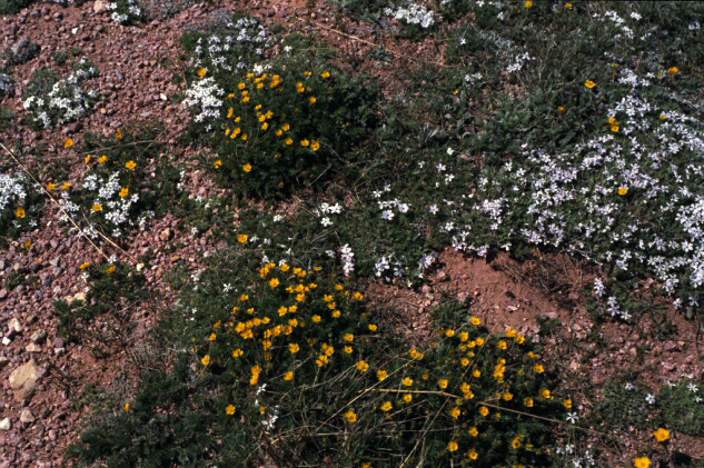 Desert  flora, Utah