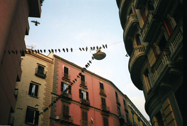 Pigeons, Naples, Italy