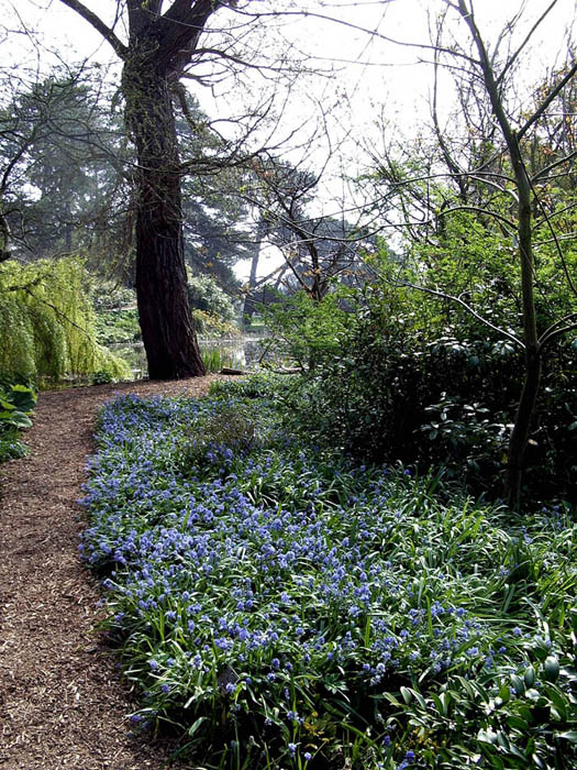 Bluebells, Botanic Gardens, Cambridge