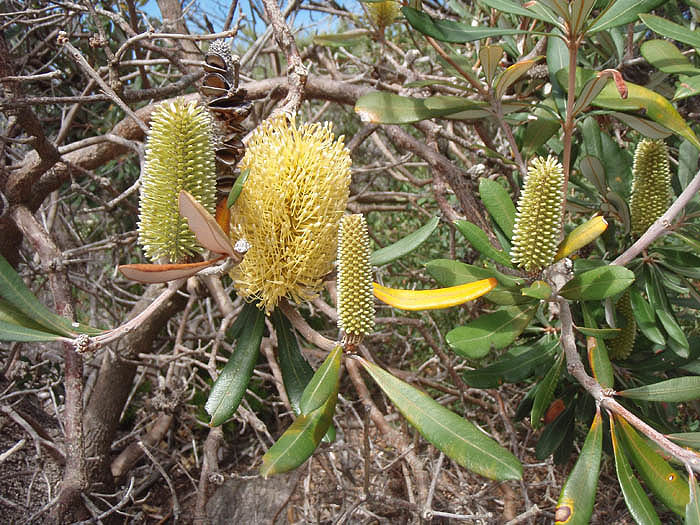 Coastal Banksia