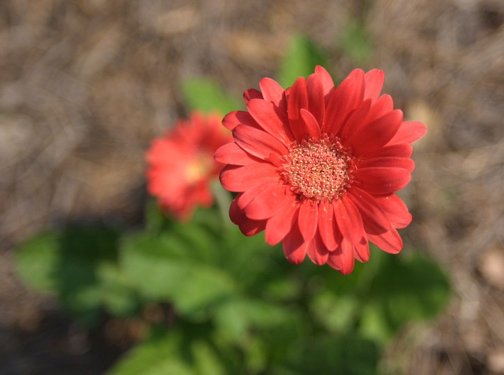 Gerber Daisy, orange