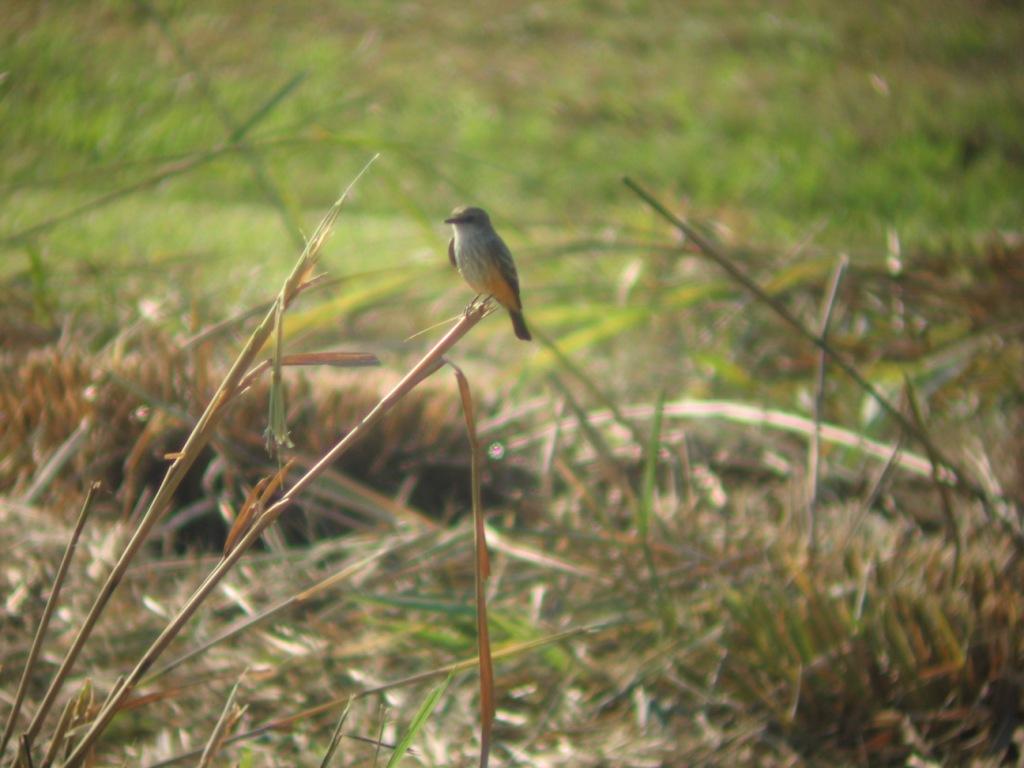 Vermilion Flycatcher