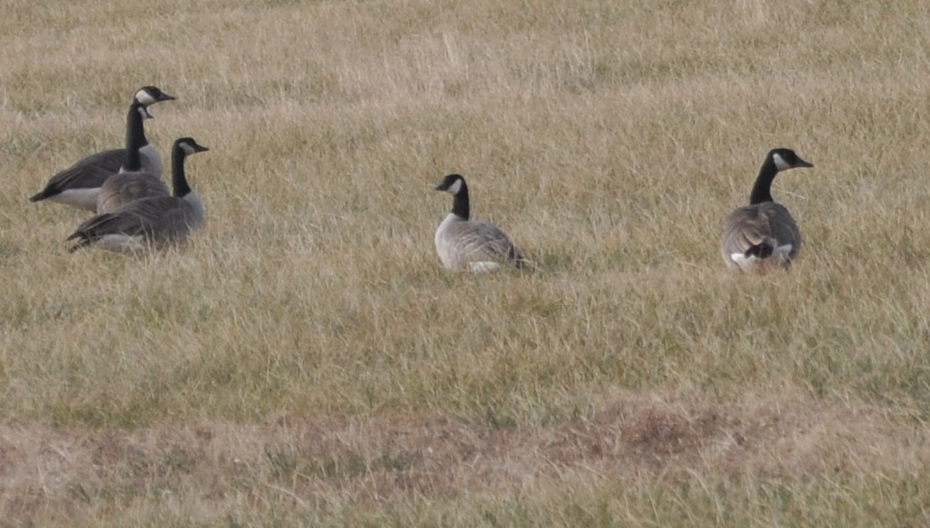 Cackling Goose