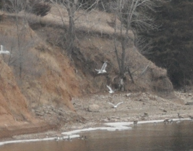 Lesser Black-backed Gull- Manhattan, KS