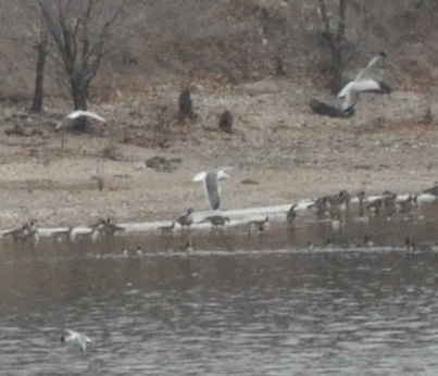Lesser Black-backed Gull- Manhattan, KS
