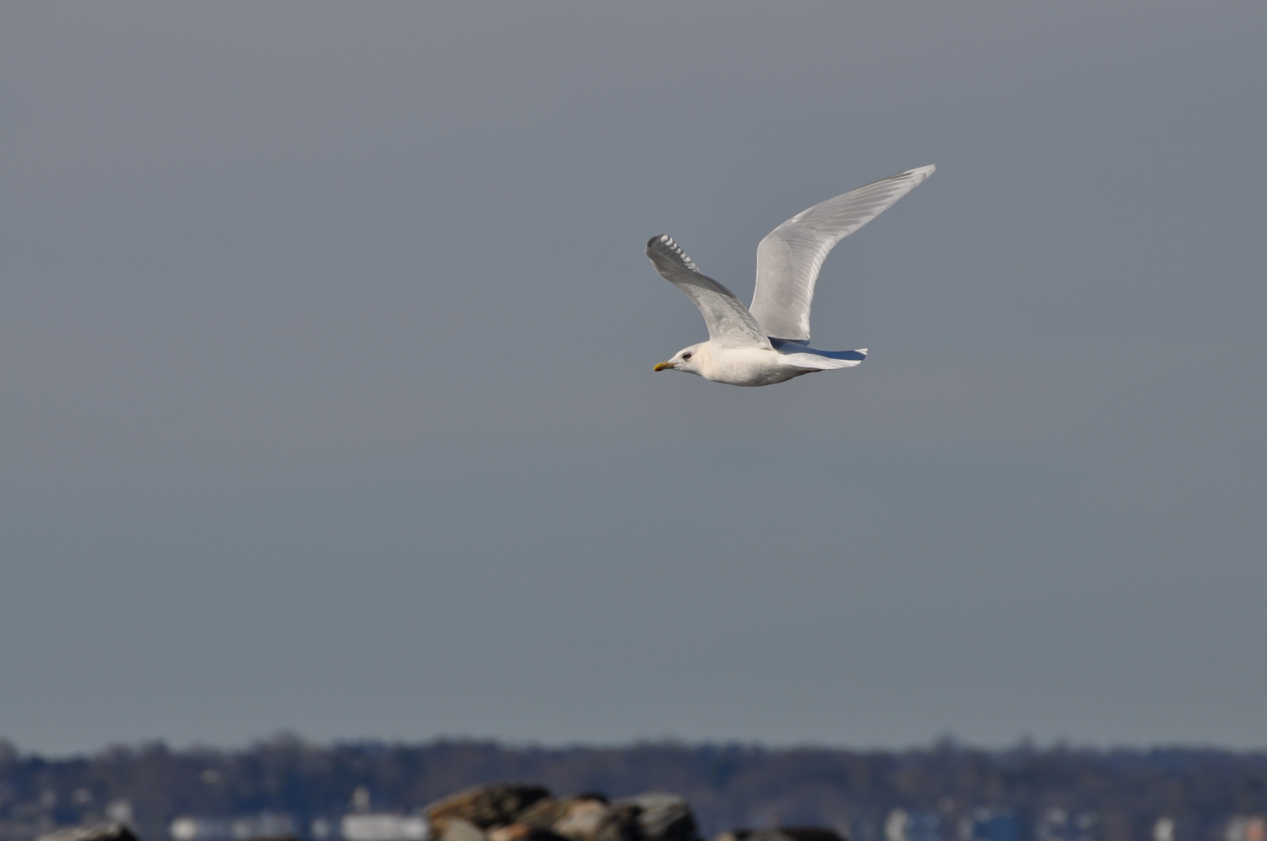 Iceland Gull-adult