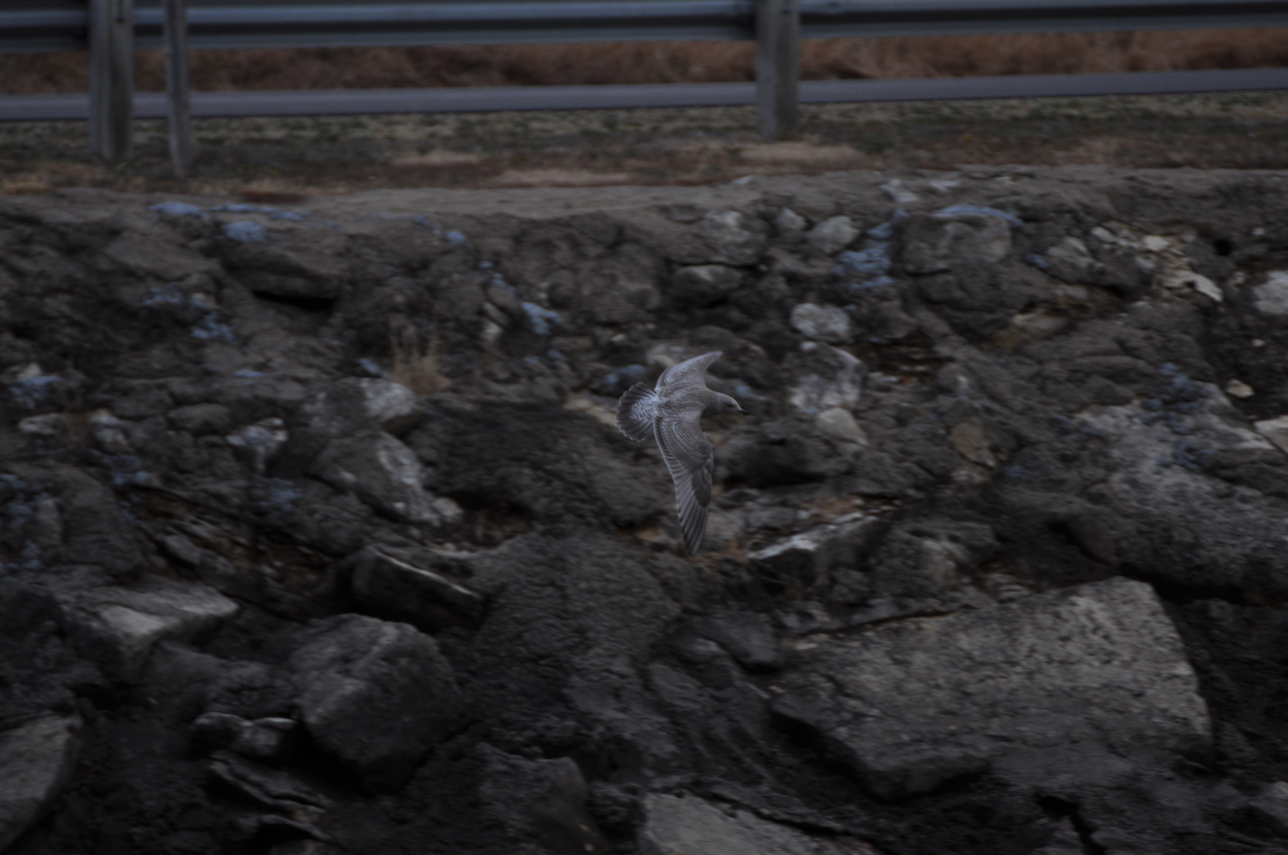 Thayers Gull-juvenile