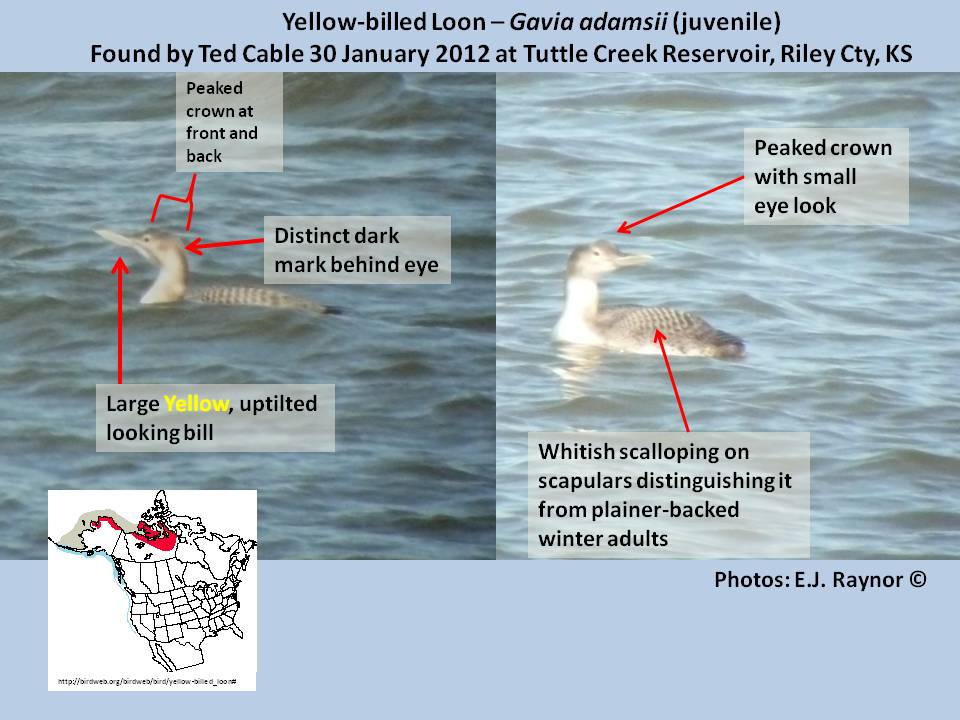 Yellow-billed Loon 