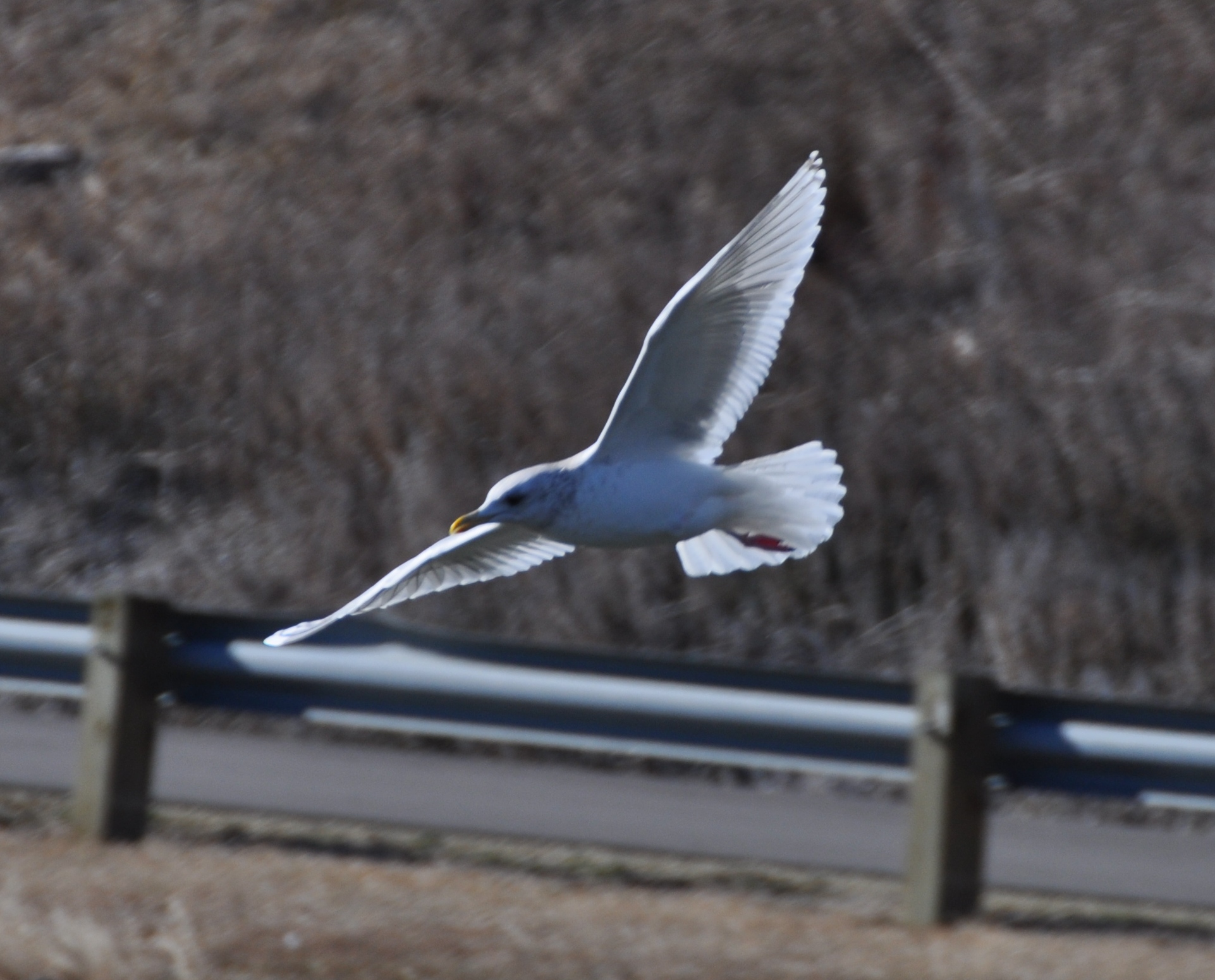 Thayers Gull-adult