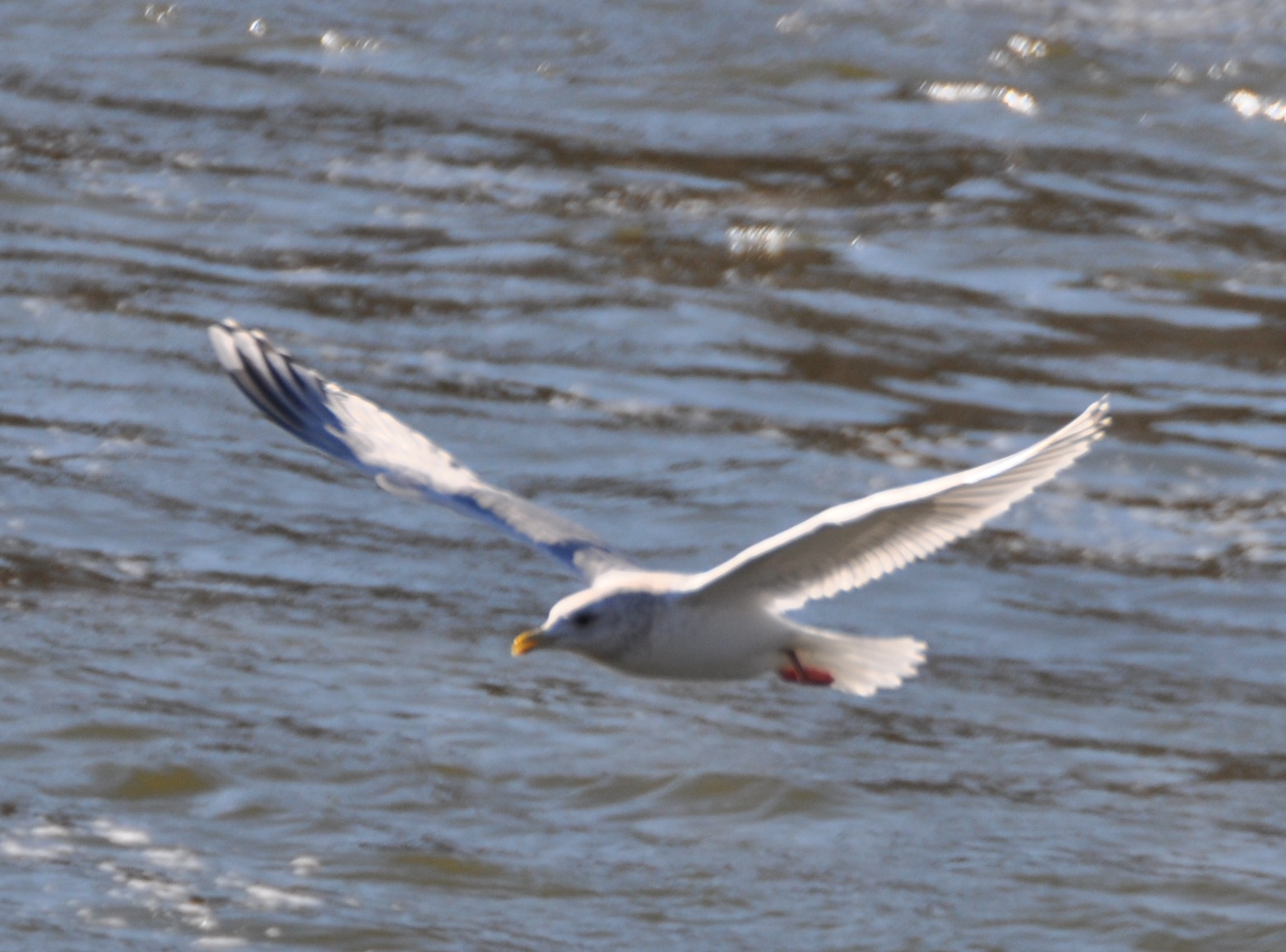 Thayers Gull-adult