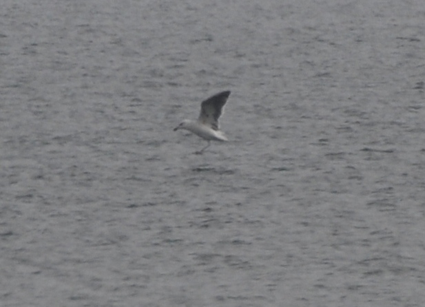 Great Black-backed Gull (Larus marinus)