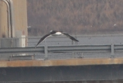 Great Black-backed Gull (Larus marinus)