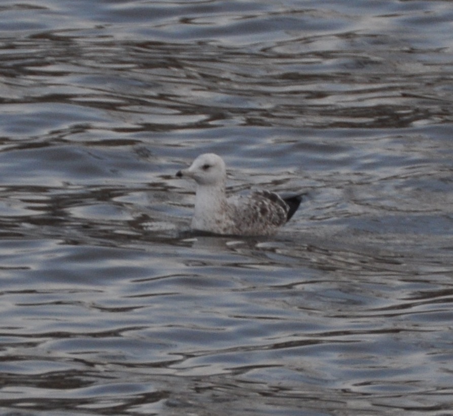 Herring Gull- Second Cycle