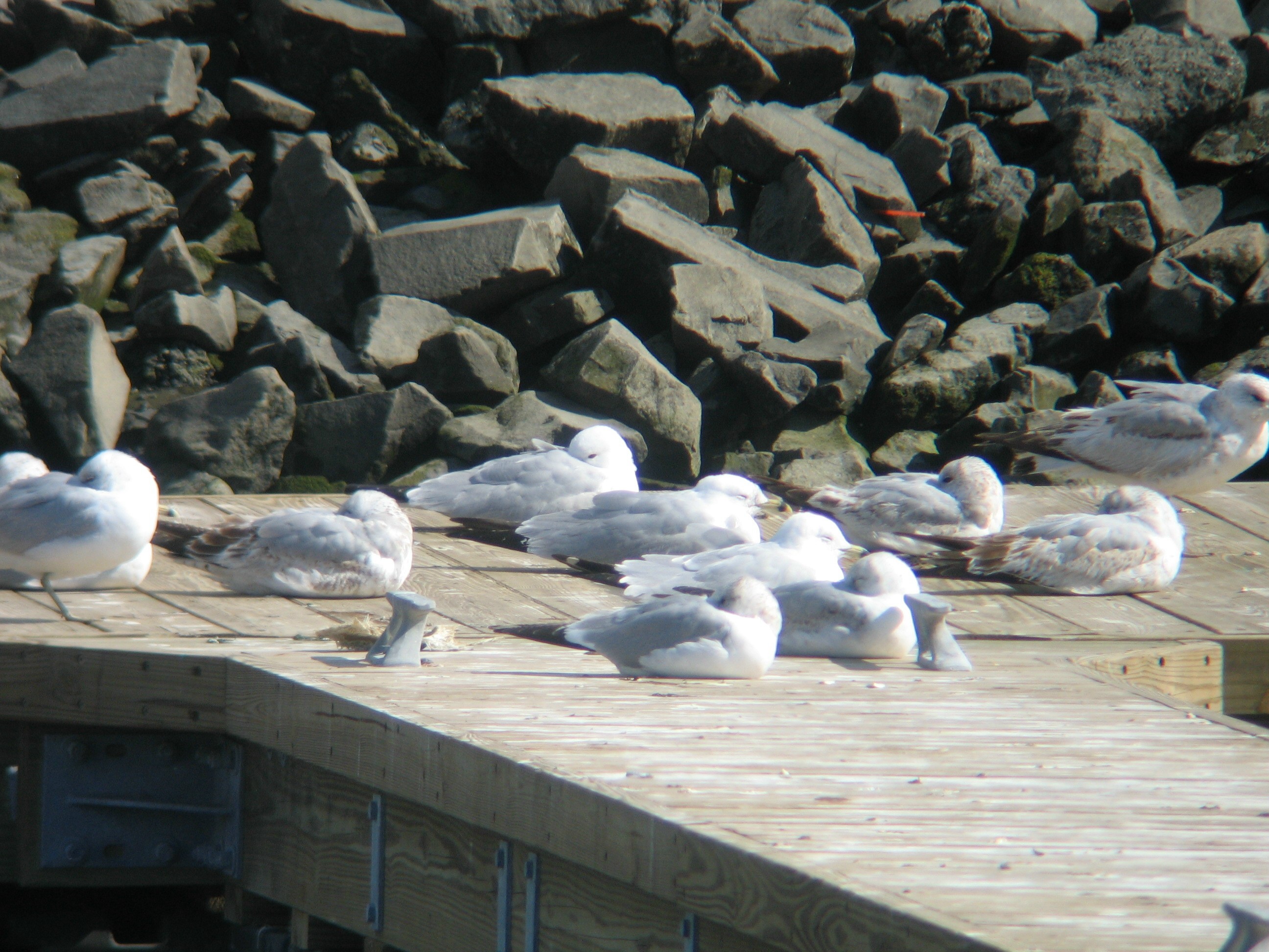Common (Mew) Gull with Ring-billed Gulls
