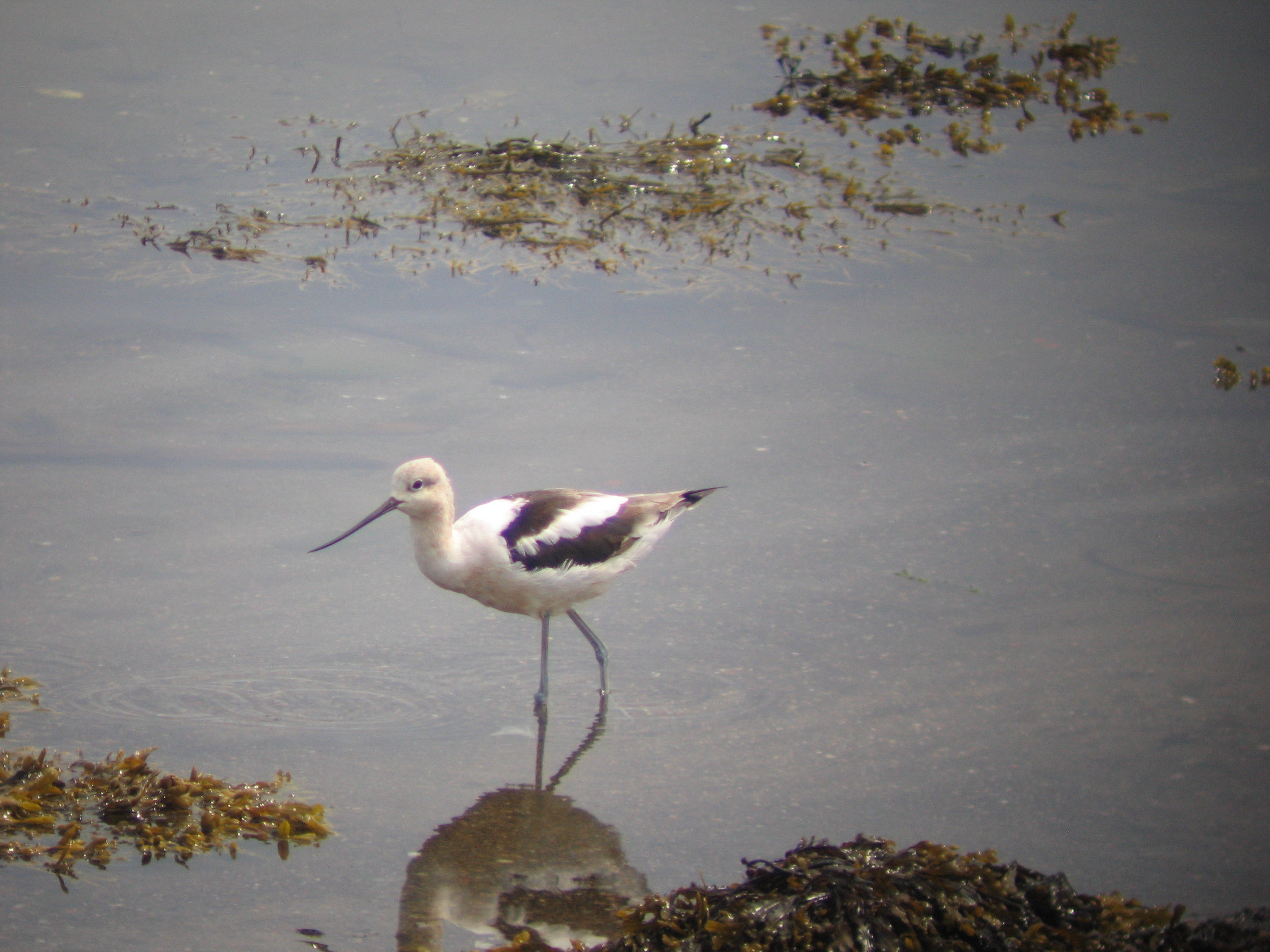American Avocet