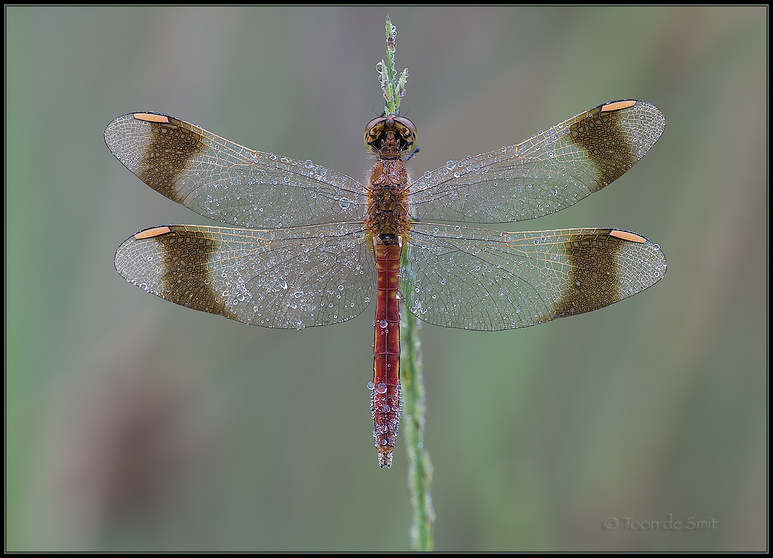 Banded Darter / Bandheidelibel