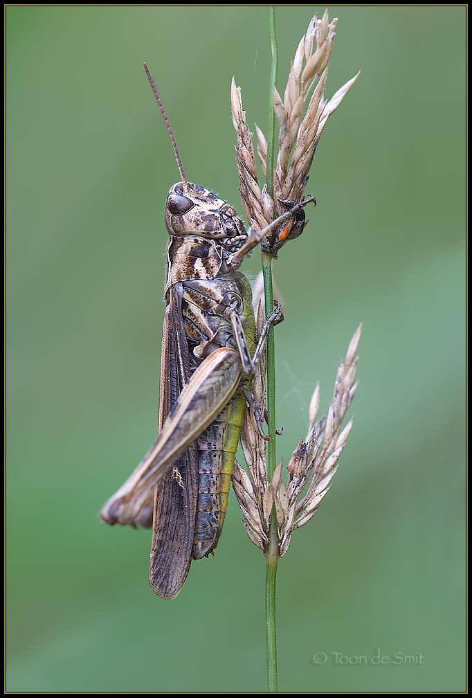 Common Field Grasshopper / Bruine Sprinkhaan