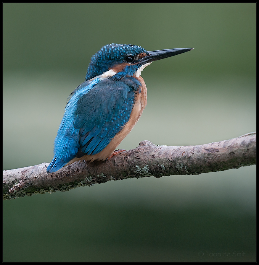 Kingfisher / IJsvogel