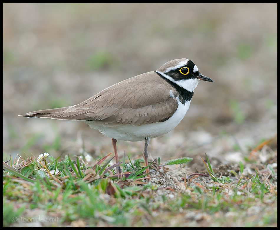 Little Ringed Plover / Kleine Plevier