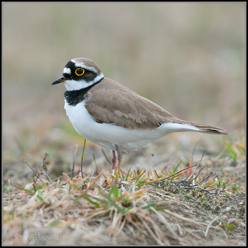 Little Ringed Plover / Kleine Plevier