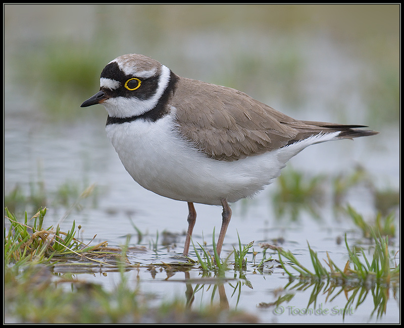 Little Ringed Plover / Kleine Plevier