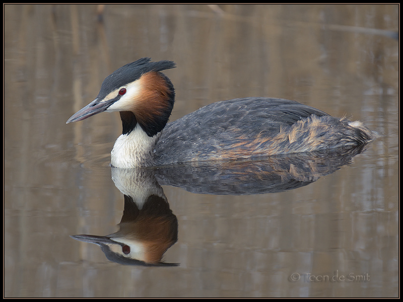 Great Crested Grebe / Fuut