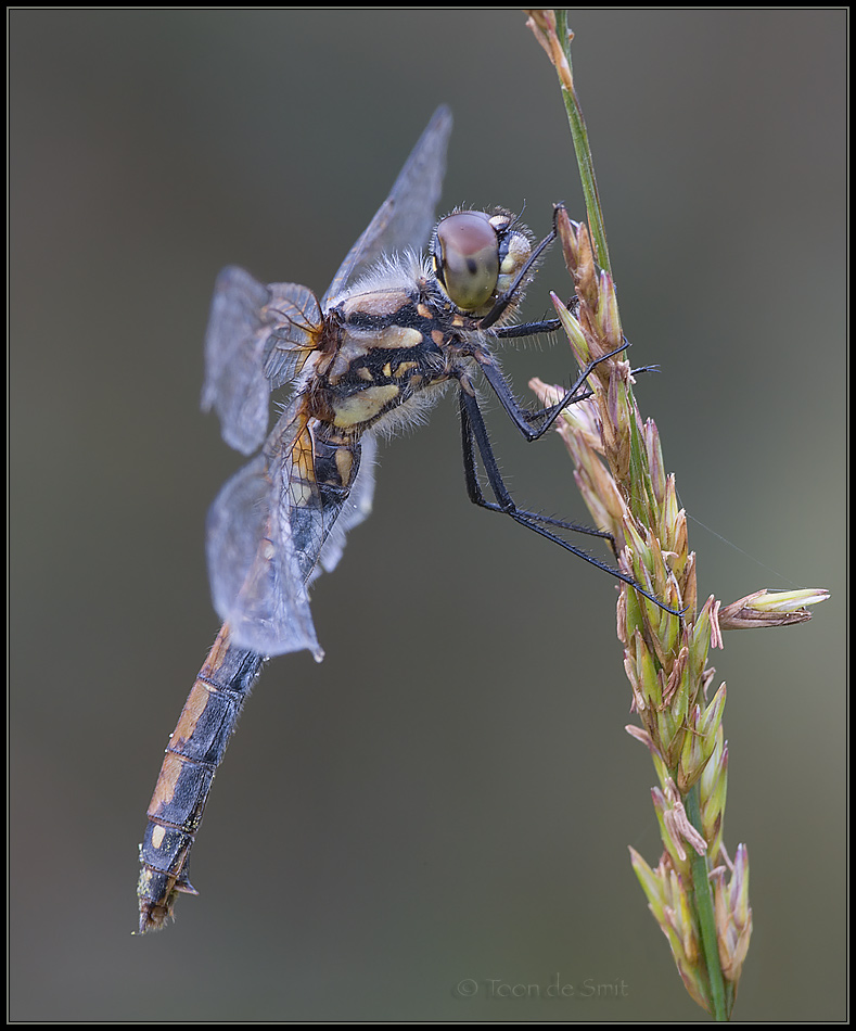 Black Darter / Zwarte Heidelibel