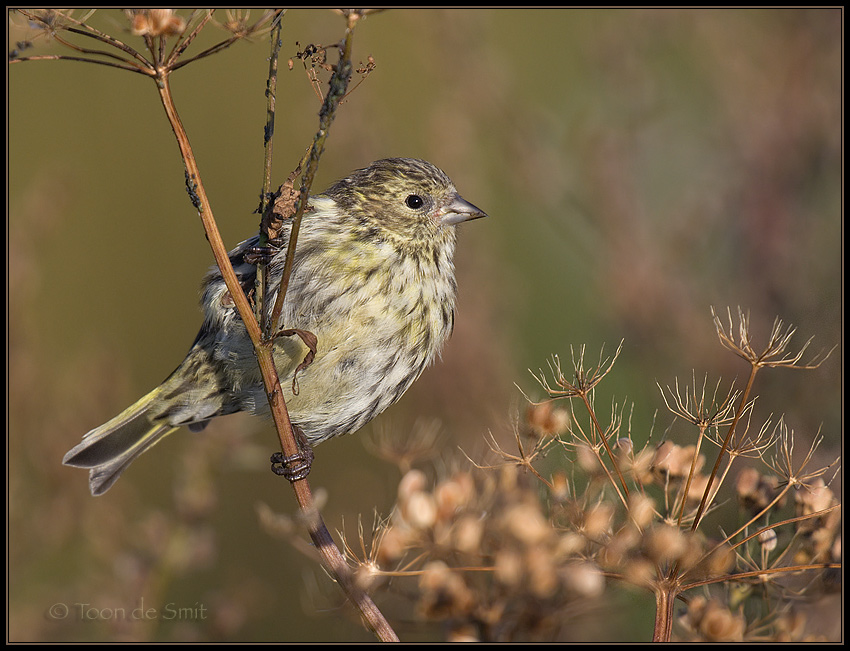 Siskin / Sijs