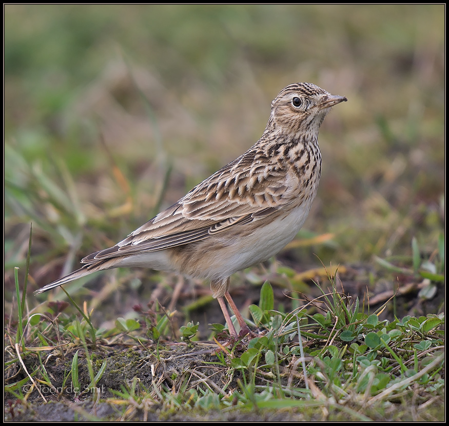 Skylark / Veldleeuwerik