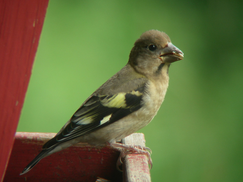 Gros-bec errant juvnile femelle, St-Onsime-dIxworth