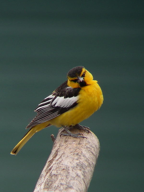 Oriole de Bullock, St-Pacme