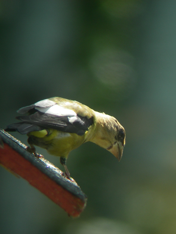 Gros-bec errant juvnile, St-Onsime-dIxworth