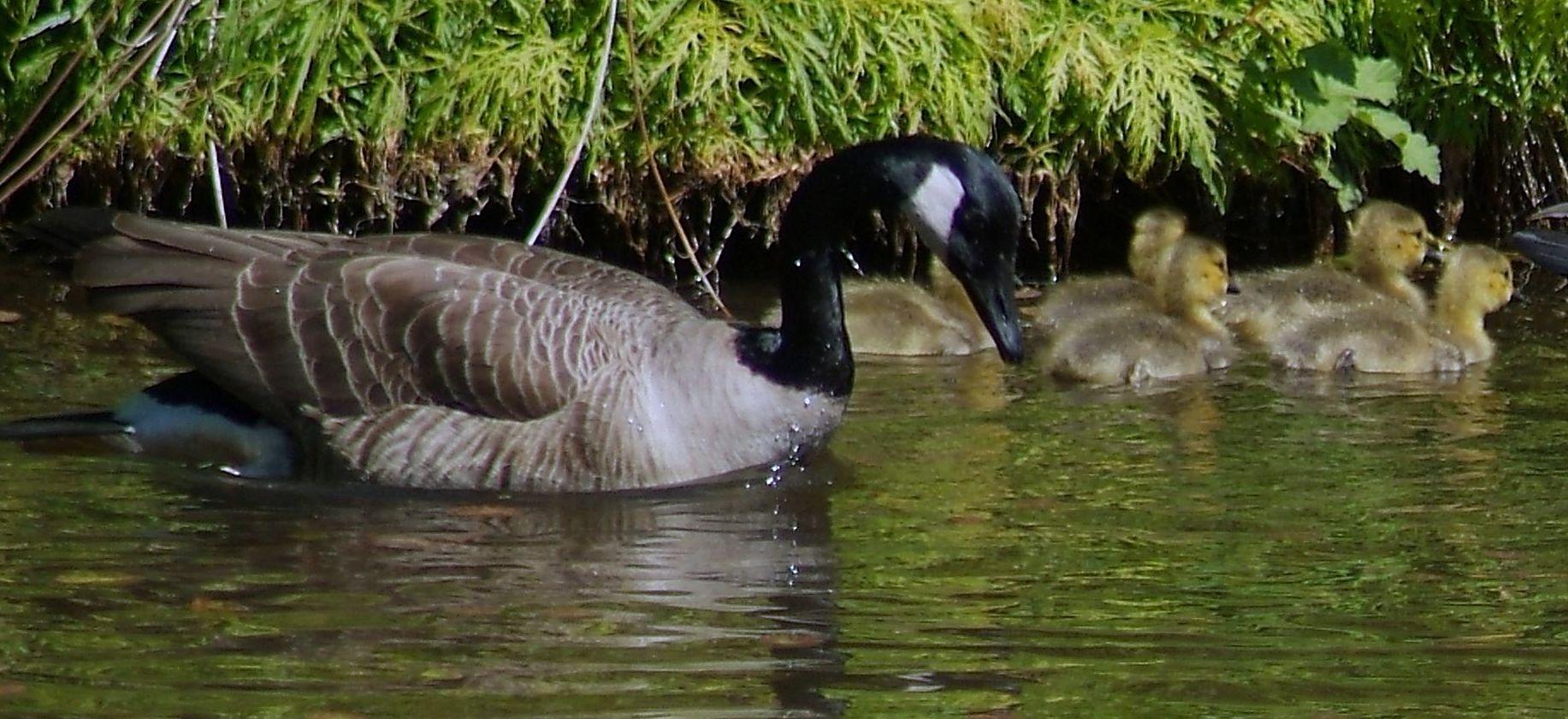 Baby geese and mom.jpg