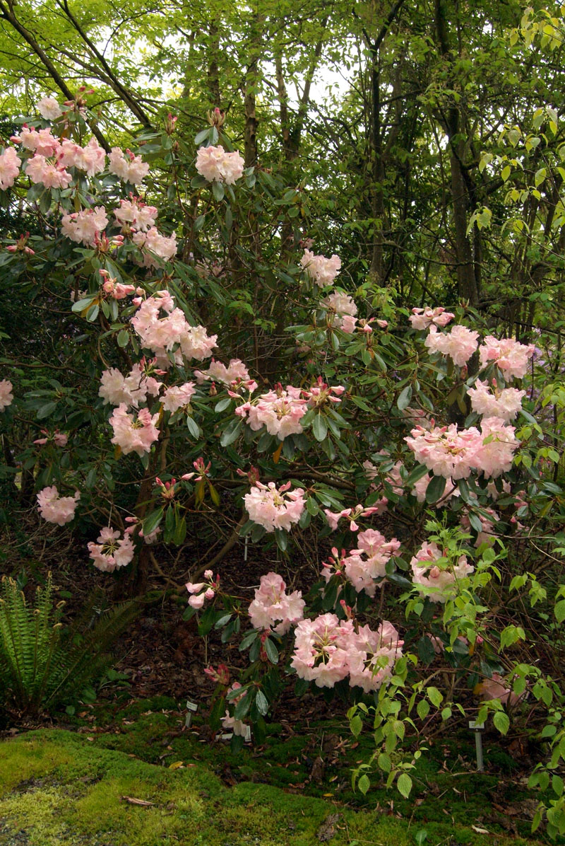 R. Bob Rhodes hybrid