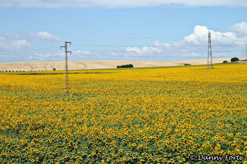 Fields of Sunflowers