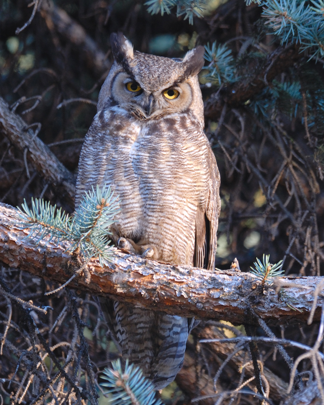Great Horned Owl male