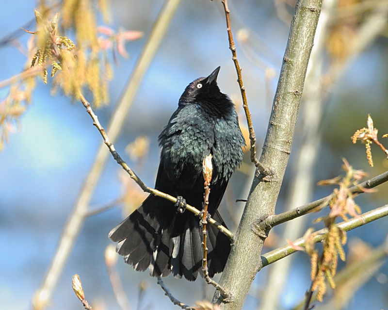 Brewers Blackbird