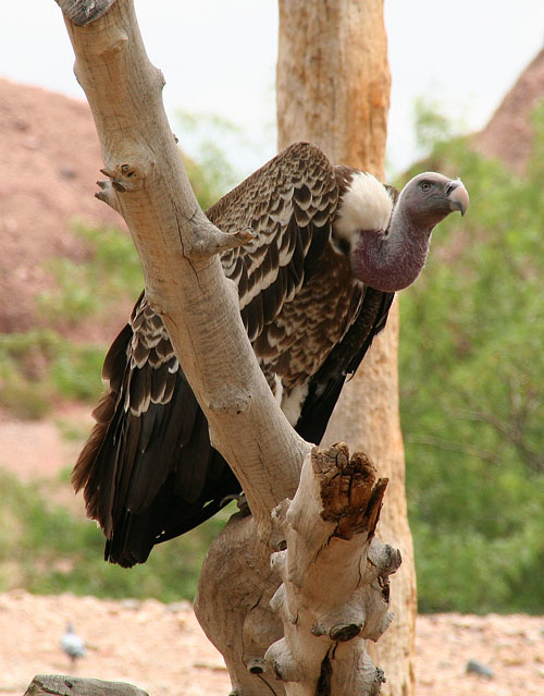 phoenix_zoo_08.jpg