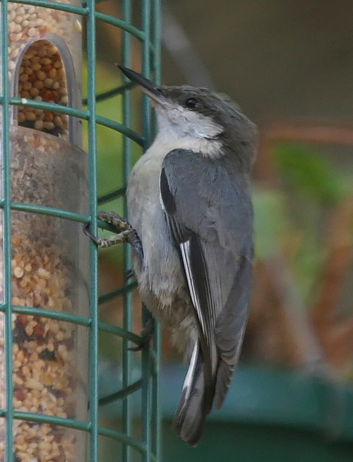 Nuthatch_Pygmy.jpg