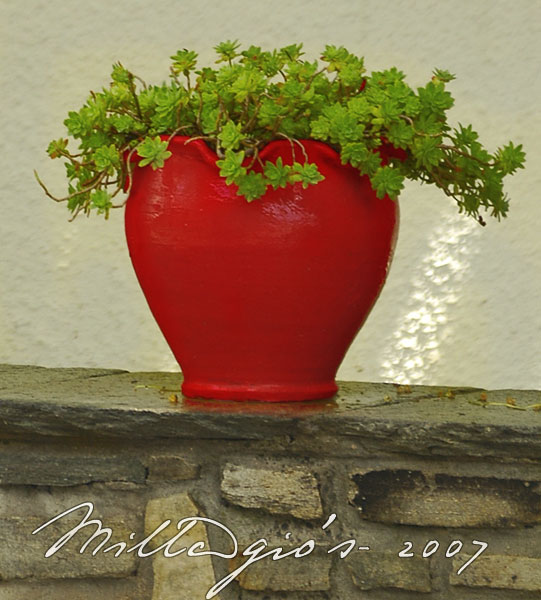Red-pot.jpg