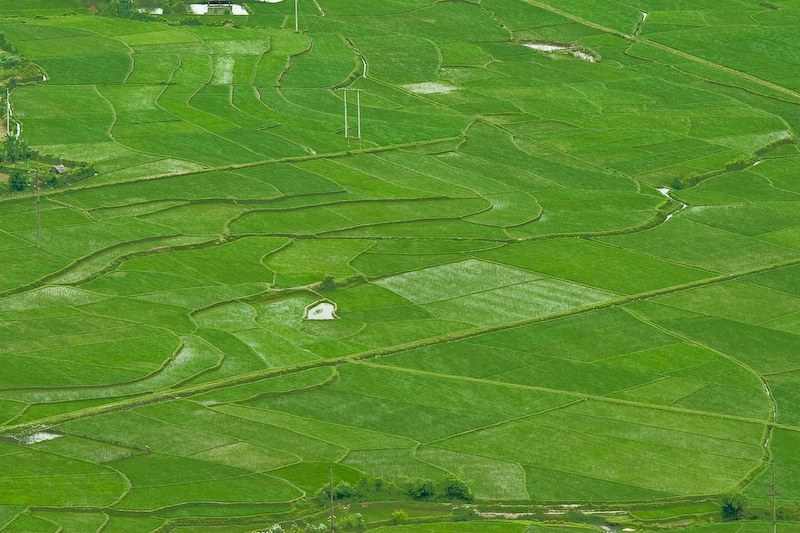 Rice fields near Mai Chau