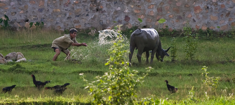 Cooling the cattle, Ban Lac, Mai Chau.