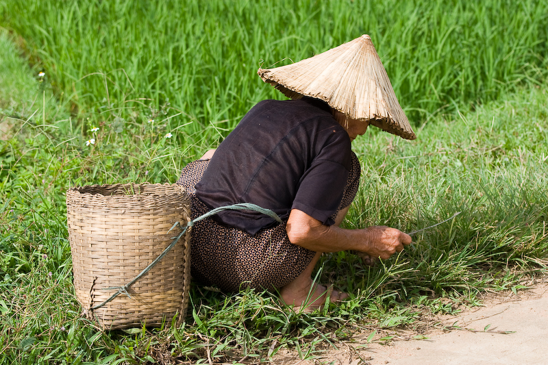 Collecting weed, Ban Lac, Mai Chau.