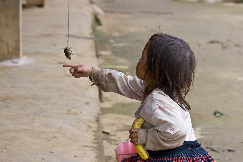 Red Hmong  child playing with living cricket