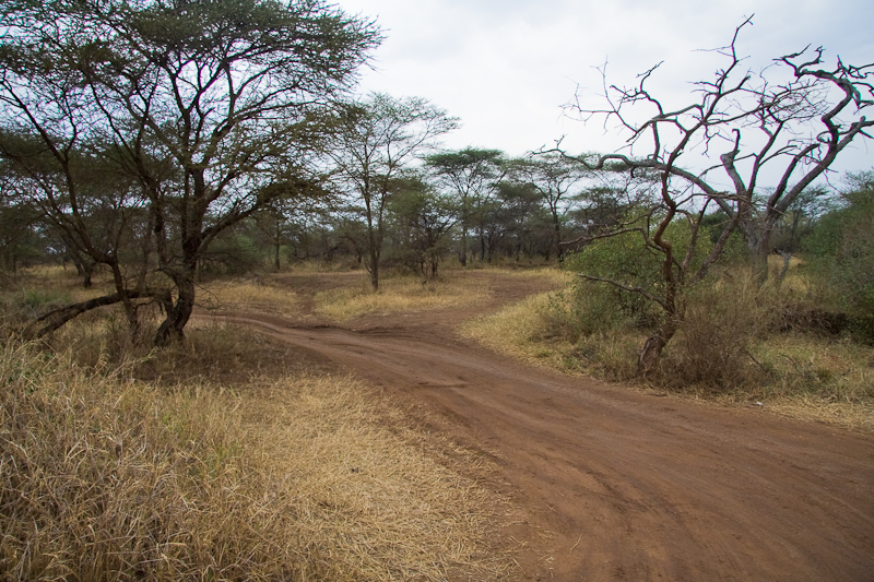 Serengeti