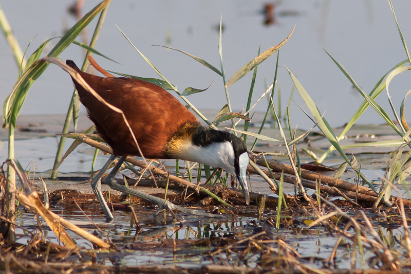 Lesser Jacana