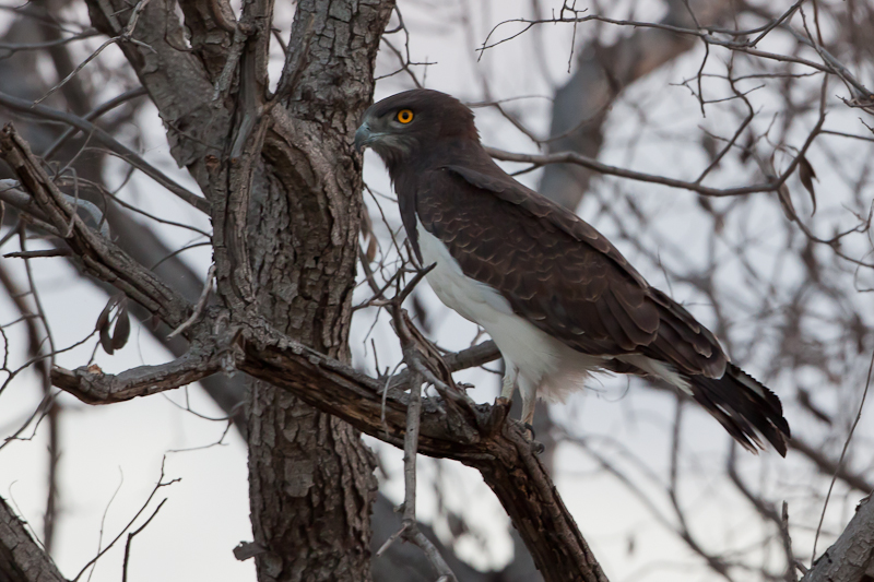 Black-chested Snake-eagle